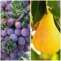 تولید انواع ریشه گلابی و آلو پربار