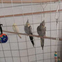 عروس هلندی مولد و۴تاجوجه لوتینو چشم شرابی