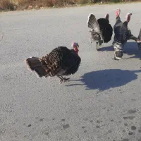 قهل|حیوانات مزرعه|اشنویه, |دیوار