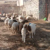 ۱۰عدد بره دویره نمونه|حیوانات مزرعه|کارزان, |دیوار