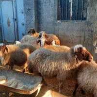 میش وبره|حیوانات مزرعه|کرمانشاه, |دیوار