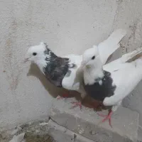 کبوتر