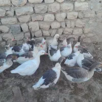 غاز قیمت توافقی