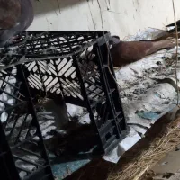 کبوتر تزئینی وپرشی|پرنده|طاهرگوراب, |دیوار