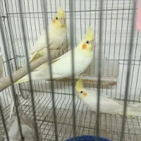 عروس هلندی|پرنده|شیروان (خراسان), |دیوار