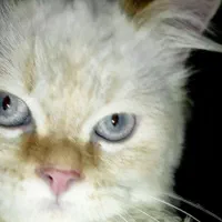 گربه پرشین نر جهت جفت گیری