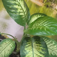 فروش گیاه خانگی گل۸۰|حراج|بروجرد, |دیوار