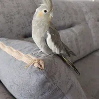 عروس هلندی ماده فروشی|پرنده|زرند, |دیوار