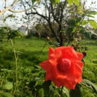 زمین مسکونی ۲۵۰متر