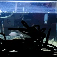 ماهی واکواریوم ریبلس سوپر کلیر با تمام وسایل ها