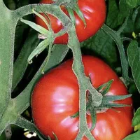 آبگیری‌گوجه‌فرنگی