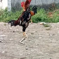 خروس لاری