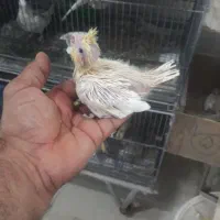 عروس|پرنده|بندر ماهشهر, |دیوار