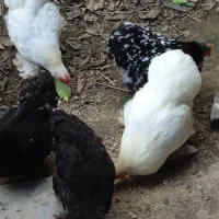 تعدادی مرغ کوشین به علت شلوغی|حیوانات مزرعه|رودبنه, |دیوار