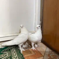 خروس و کفتر نقش و پرشی|پرنده|یزد, |دیوار