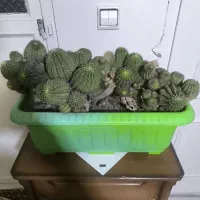 کاکتوس توپی