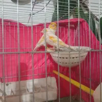 قناری|پرنده|نقده, |دیوار