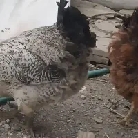 ۲تا مرغ تخمگذار فروشی