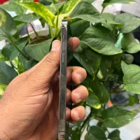 Iphone 12pro|موبایل|شیراز, زند|دیوار