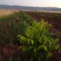 فروش ۱ و نیم هکتار آبی|فروش دفتر صنعتی، کشاورزی، تجاری|اسلام‌‌آباد غرب, |دیوار