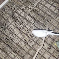 طوطی مرغ عشق|پرنده|نورآباد ممسنی, |دیوار