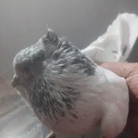 کفتر خال|پرنده|شهریار, رزکان|دیوار