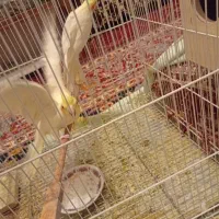 عروس هلندی|پرنده|تربتحیدریه, یحیی آباد|دیوار