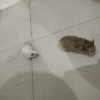 همستردوعددهمراه باجاش