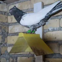 کبوتر سینه کوهی نر|پرنده|اهواز, رسالت|دیوار
