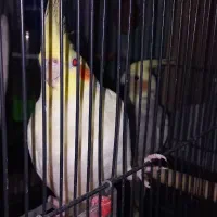 فروش ۵ عدد جوجه عروس سخنگو