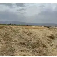 کاه کمباین مخلوط با کاه عدسی