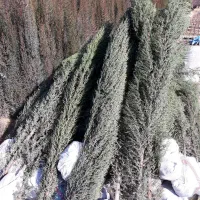 تولیدوفروش سرو ناز شیراز