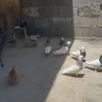کفتر بهبهانی