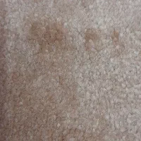 کمربند چرم گاومیش نو