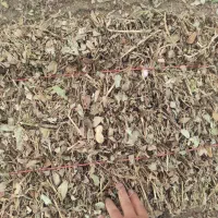 علوفه‌ فروش علف بادام زمینی سبز سبز  وغیره ..
