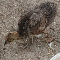 جوجه طاووس یه ماهه