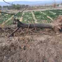 چوب|عمدهفروشی|زرند, |دیوار