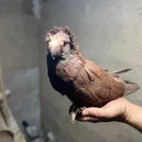 کبوتر بخارا|پرنده|رباط‌کریم, نصیرشهر|دیوار