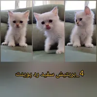 گربه های اشرافی