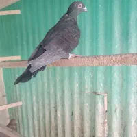 کفتر|پرنده|قم, باجک یک|دیوار