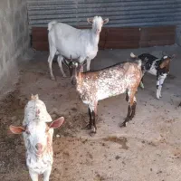 بزغاله صلاله عمانی چند قلوزا،هم گوشتی هستن هم شیری