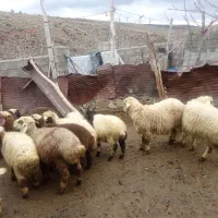 بره شیر چهار ماده وهشت نر نژاددار