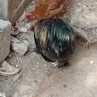 خروس زیبا|حیوانات مزرعه|رشت, تازه آباد|دیوار