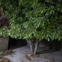 منزل مستقل سرآبتاوه خلیج فارس ۵|اجارهٔ خانه و ویلا|یاسوج, |دیوار