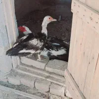 اوردک خارجی جفت نرماده
