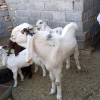 بز نر تکه پارسالی|حیوانات مزرعه|تربت‌حیدریه, مسجد جامع|دیوار