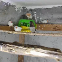 فنچ بنگالی و زبرا|پرنده|نور, |دیوار