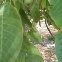باغ گردو