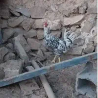 خروس گلین لری اصل