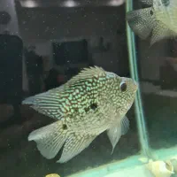 ماهی فلاور باکس